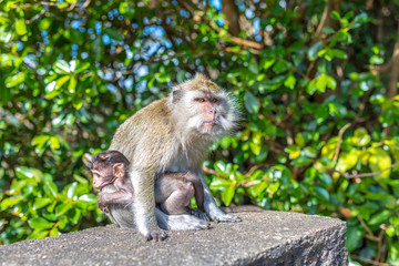 Naklejka na ściany i meble makaken affen mutter hält ihr baby und beschützt es