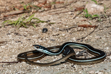 Bluestripe Ribbon Snake