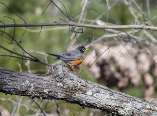 American Robin In Spring