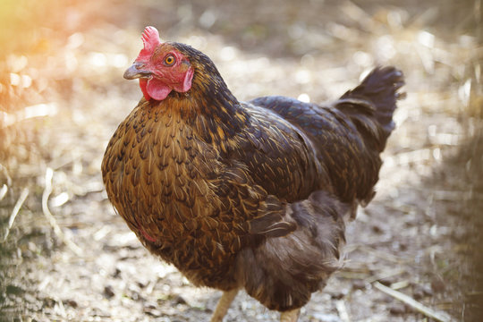 poule pondeuse de Marans de petit &eacute;levage particulier