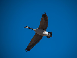 Obraz premium Canada Goose Flying