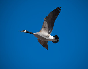 Fototapeta na wymiar Canada Goose Flying