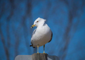 Isolated Gull On Sign