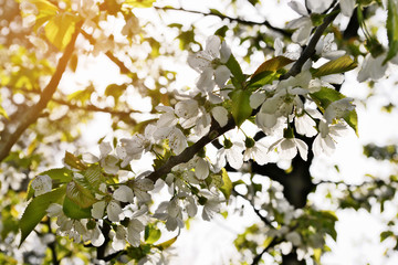 Sour cherry Prunus cerasus tree in blossom. White fresh cherry flowers blooming on a tree branch. Spring in the garden.