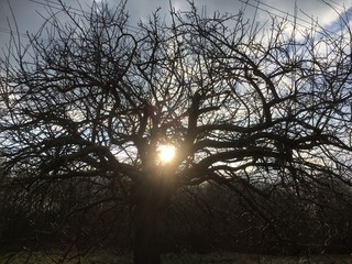 Tiefstehende Sonne scheint durch den kahlen Baum