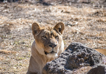 Lion Relaxing In Sun