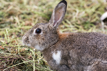 brown rabbit on ground