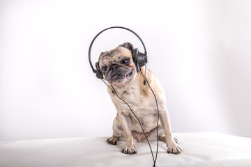 süsser hund mops hört musik mit kopfhörern