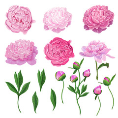 Floral Elements Set with Pink Peony Flowers, Leaves and Buds. Hand Drawn Botanical Flora for Decoration, Wedding Invitation, Patterns. Vector illustration