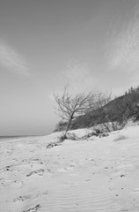 Foehr / Germany: Bare little tree and shrubs at the edge of an eroded dune near Utersum in autumn