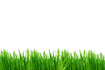 Obraz premium Gras wiese Rasenisoliert freigestellt auf weißen Hintergrund, Freisteller 