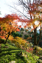 Naklejka premium 日本 紅葉の京都の秋 落ち葉