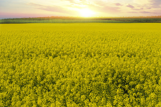 beautiful yellow summer field at sunset photography backdrop