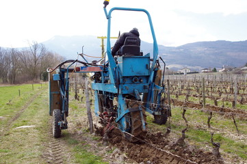 Obraz premium entretien de la vigne au printemps