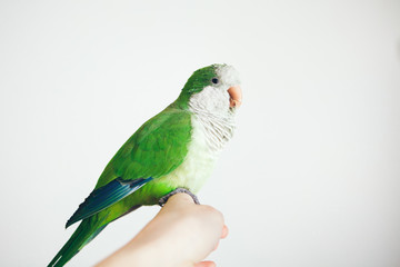 Photo of a green Quaker parrot sitting on woman's hand. Close-up of friendly and cute Monk Parakeet on white background.