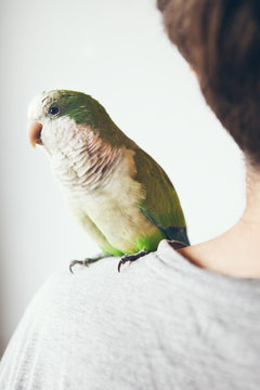 Close-up of a green Quaker parrot who is sitting on shoulder of young beard man in gray t-short at home. Monk parakeet is looking at camera with curiosity.