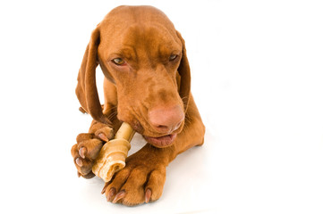 Magyar Vizsla mit Kauknochen isoliert auf wei&szlig;em Hintergrund