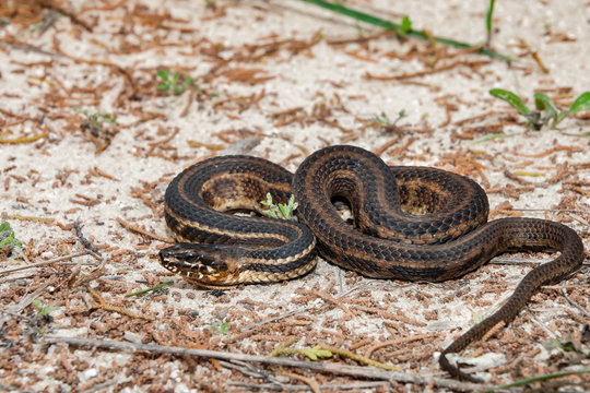 Gulf Salt Marsh Snake (Nerodia clarkii clarkii)
