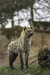 The spotted hyena (Crocuta crocuta)