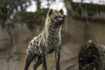 The spotted hyena (Crocuta crocuta)