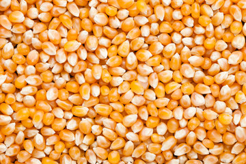Raw golden sweet corn popcorn grain seeds texture