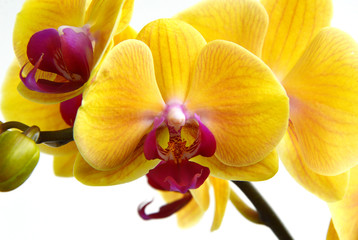 Phalaenopsis Orchids (Moth Orchids) They  are used as household plants