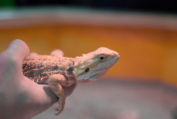 Lizard agama in hand