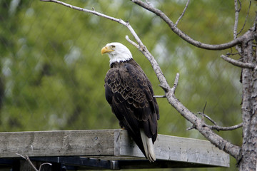 American bald eagle