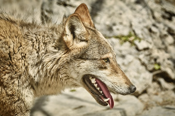 Portrait of Wolf