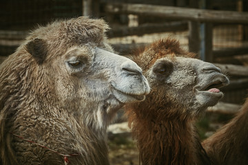 Fototapeta premium Portrait of Camel