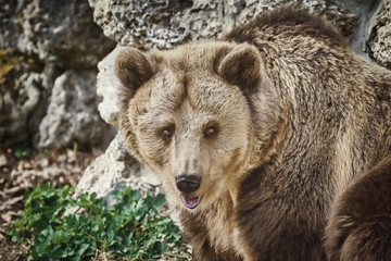 Portrait of Brown Bear