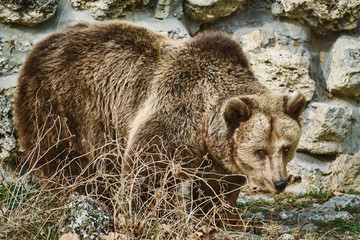 Fototapeta premium Brown Bear near the Wall