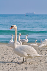 White Swan on the Beach