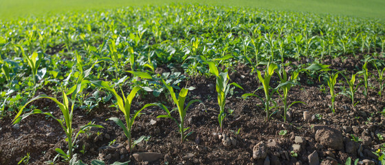 Fototapeta na wymiar Junge Mais-Sprößlinge wachsen auf dem Feld