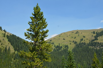 Mist Mountain Wilderness