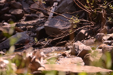 Mist Mountain Wilderness