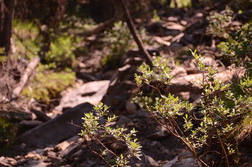 Mist Mountain Wilderness