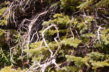 Mist Mountain Wilderness