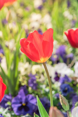 Close-up red tulip full blossom at springtime in Irving, Texas, USA. Other flowers bed decoration are in background