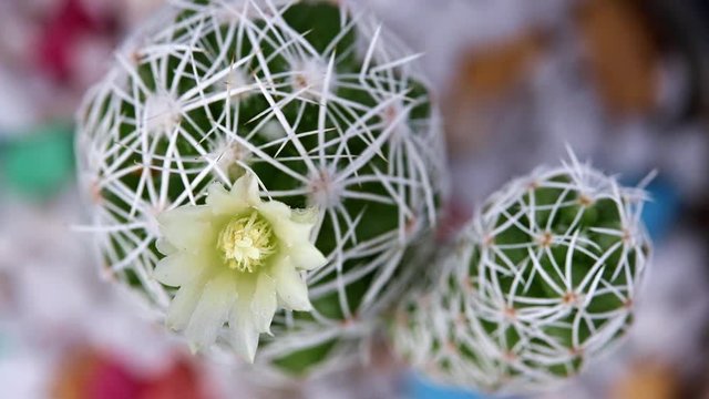 White flower on the cactus Mammillaria decipiens