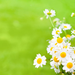 Nature Summer Background with Daisy flowers