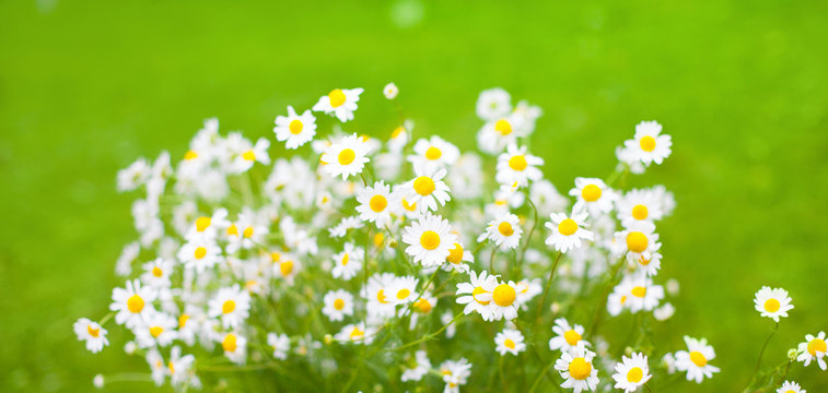 Bouquet of Daisy flowers on green Background