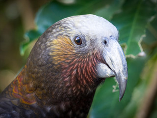 New Zealand Kaka, Brown Parrot, North Island, New Zealand