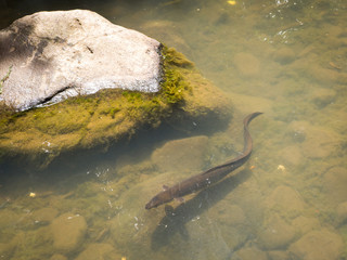 Shortfin Freshwater Eel (Anguilla Australis) Kitekite Falls, New Zealand