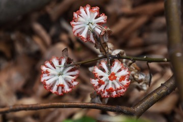 Paper raw material / Oriental paperbush