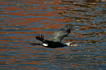 cormorant - it swims well and dives, plumage is not waterproof, beautiful bird © zmija5