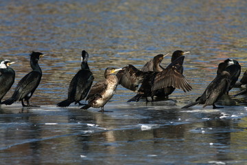 cormorant - it swims well and dives, plumage is not waterproof, beautiful bird