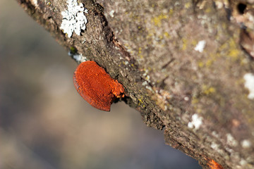 Pycnoporus cinnabarinus is a sponge of the Polyporaceae family and Polyporales