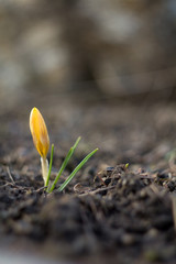 Saffron (Crocus L.) is a genus of monocotyledonous plants of the Iridaceae family