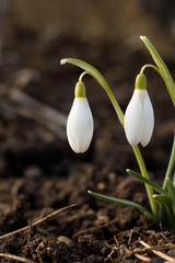 Galanthus nivalis, sometimes also referred to as snowdrop white or snowdrop pre-jar, is a well-known spring plant of the amaryllis family.